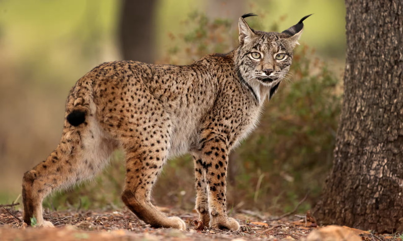 Iberian Lynx (Lynx pardinus), Antonio Liebana, Getty Images